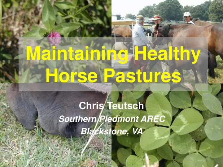 maintaining healthy horse pastures