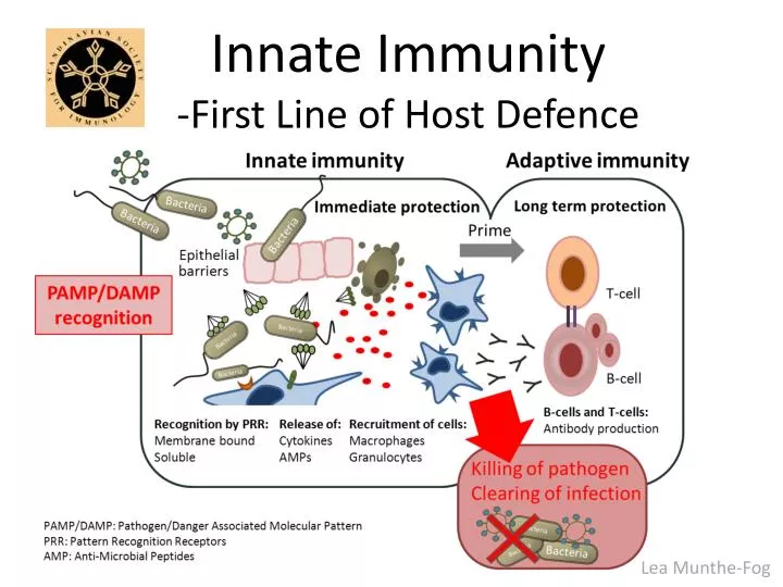 innate immunity first line of host defence