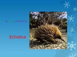 Echidna