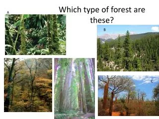 Which type of forest are these?