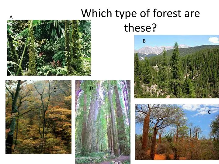 which type of forest are these