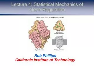 Lecture 4: Statistical Mechanics of Gene Regulation