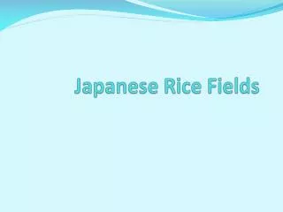 Japanese Rice Fields