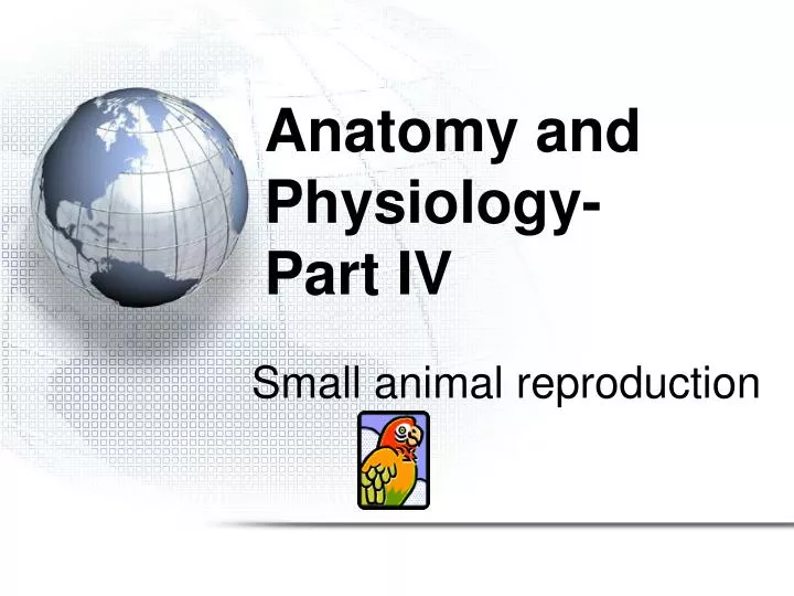 anatomy and physiology part iv