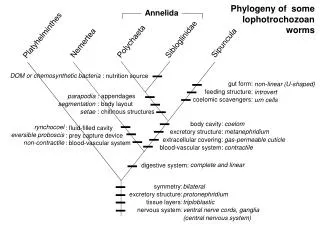 Phylogeny of some lophotrochozoan worms