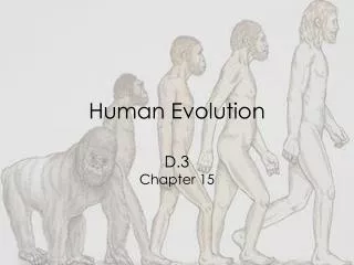 Human Evolution