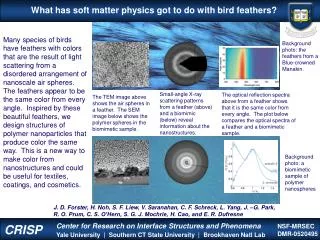 What has soft matter physics got to do with bird feathers?