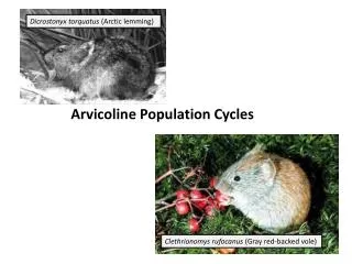 Arvicoline Population Cycles