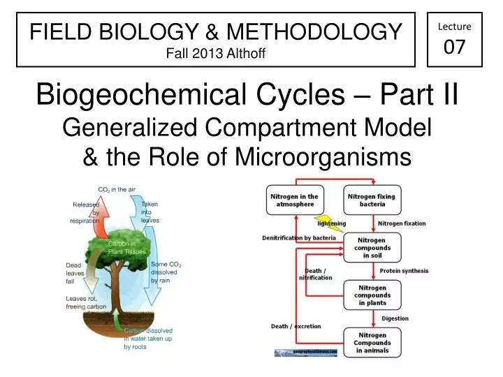 biogeochemical cycles part ii generalized compartment model the role of microorganisms