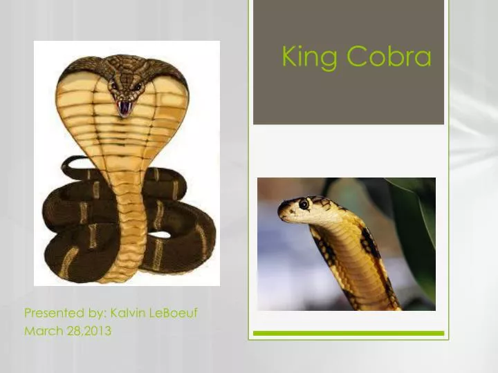 king cobra