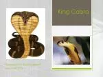 King Cobra - slide 1
