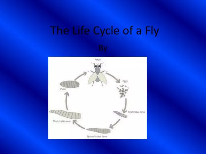 the life cycle of a fly