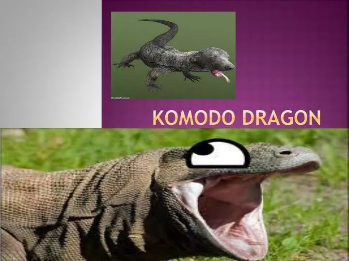 komodo dragon