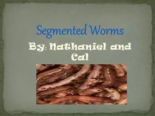 Segmented Worms