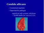 Understanding Candida albicans: Commensal Organism and Its Role in Superficial and Systemic Infections - slide 1