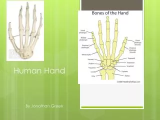 Human Hand