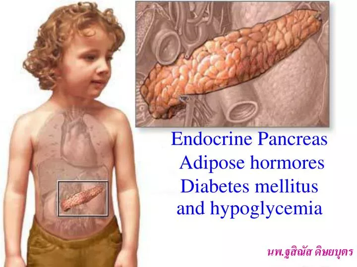 endocrine pancreas adipose hormores diabetes mellitus and hypoglycemia