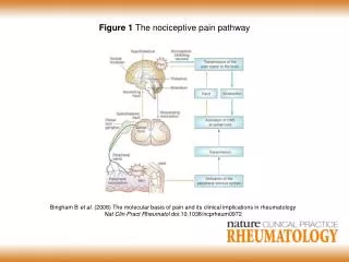 Figure 1 The nociceptive pain pathway