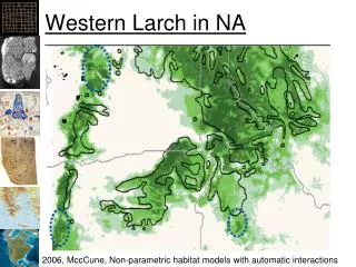 Western Larch in NA