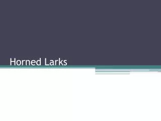 Horned Larks