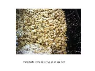 m ale chicks trying to survive on an egg farm