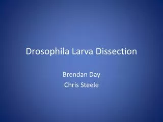 Drosophila Larva Dissection