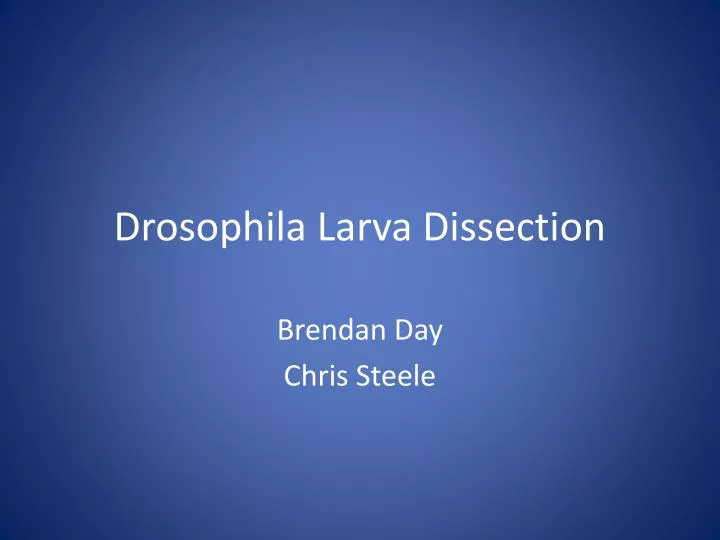 drosophila larva dissection