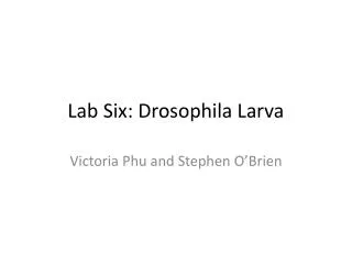 Lab Six: Drosophila Larva