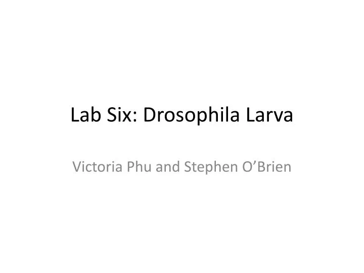 lab six drosophila larva