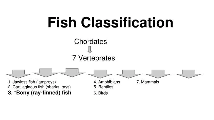 fish classification