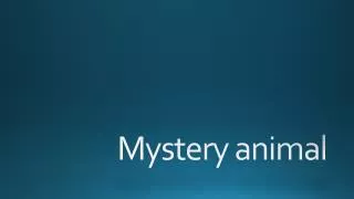 Mystery animal
