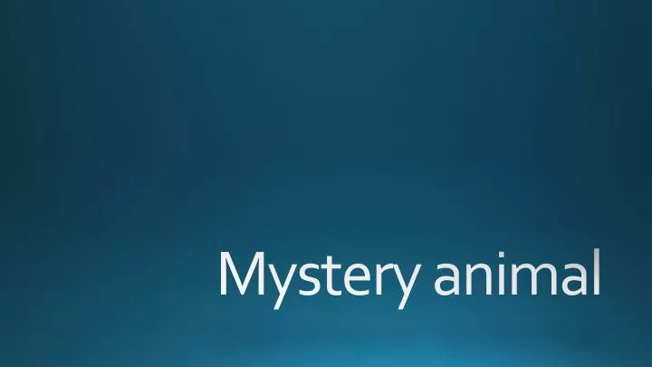 mystery animal