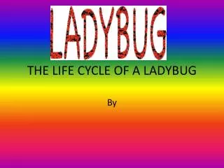 THE LIFE CYCLE OF A LADYBUG