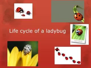 Life cycle of a ladybug