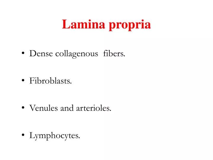 lamina propria