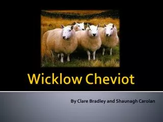 Wicklow Cheviot