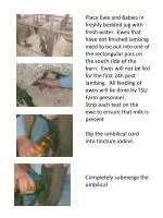 Ewe and Lamb Care Procedures After Lambing - slide 1