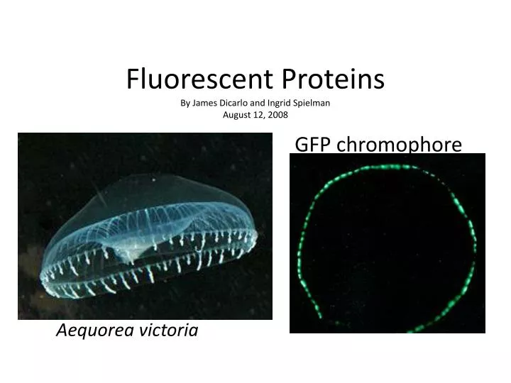 fluorescent proteins by james dicarlo and ingrid spielman august 12 2008