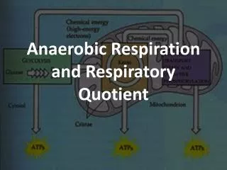 Anaerobic Respiration and Respiratory Quotient