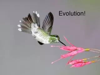evolution