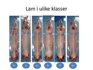lam i ulike klasser