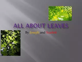 All about leaves