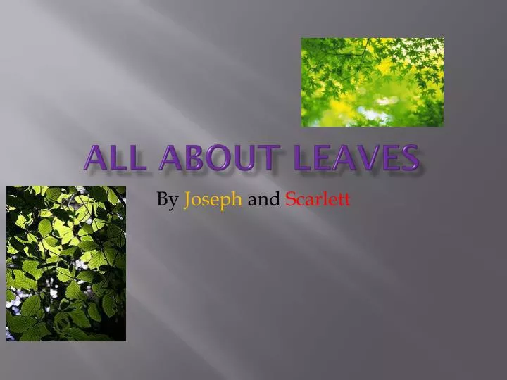 all about leaves