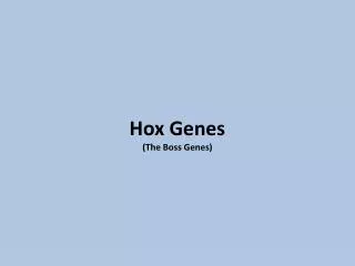 Hox Genes (The Boss Genes)