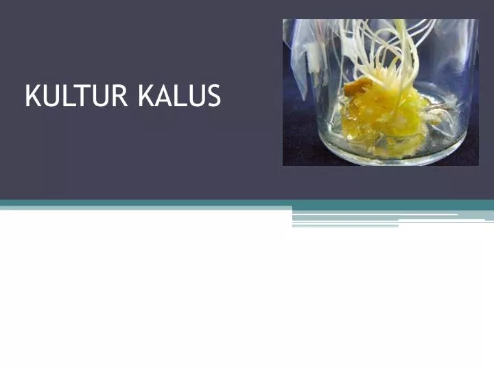 kultur kalus