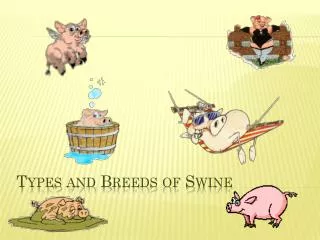 Types and Breeds of Swine