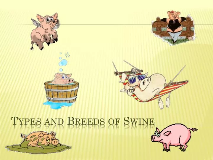 types and breeds of swine