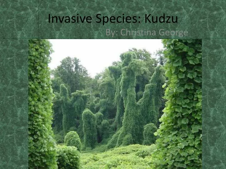 invasive species kudzu