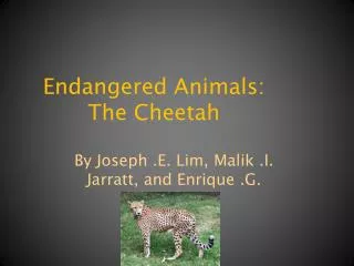 Endangered Animals: The Cheetah