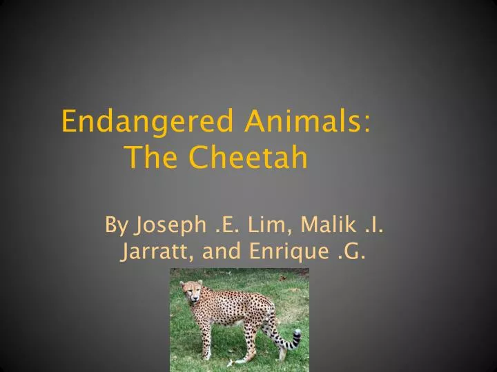 endangered animals the cheetah